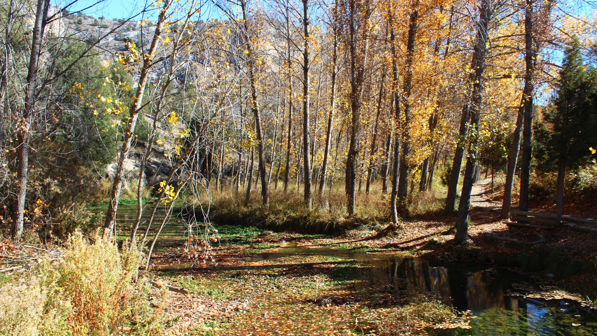 Bosco autunnale con pozza di acqua