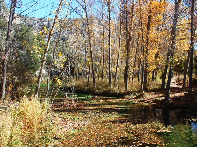 Bosco autunnale con pozza di acqua