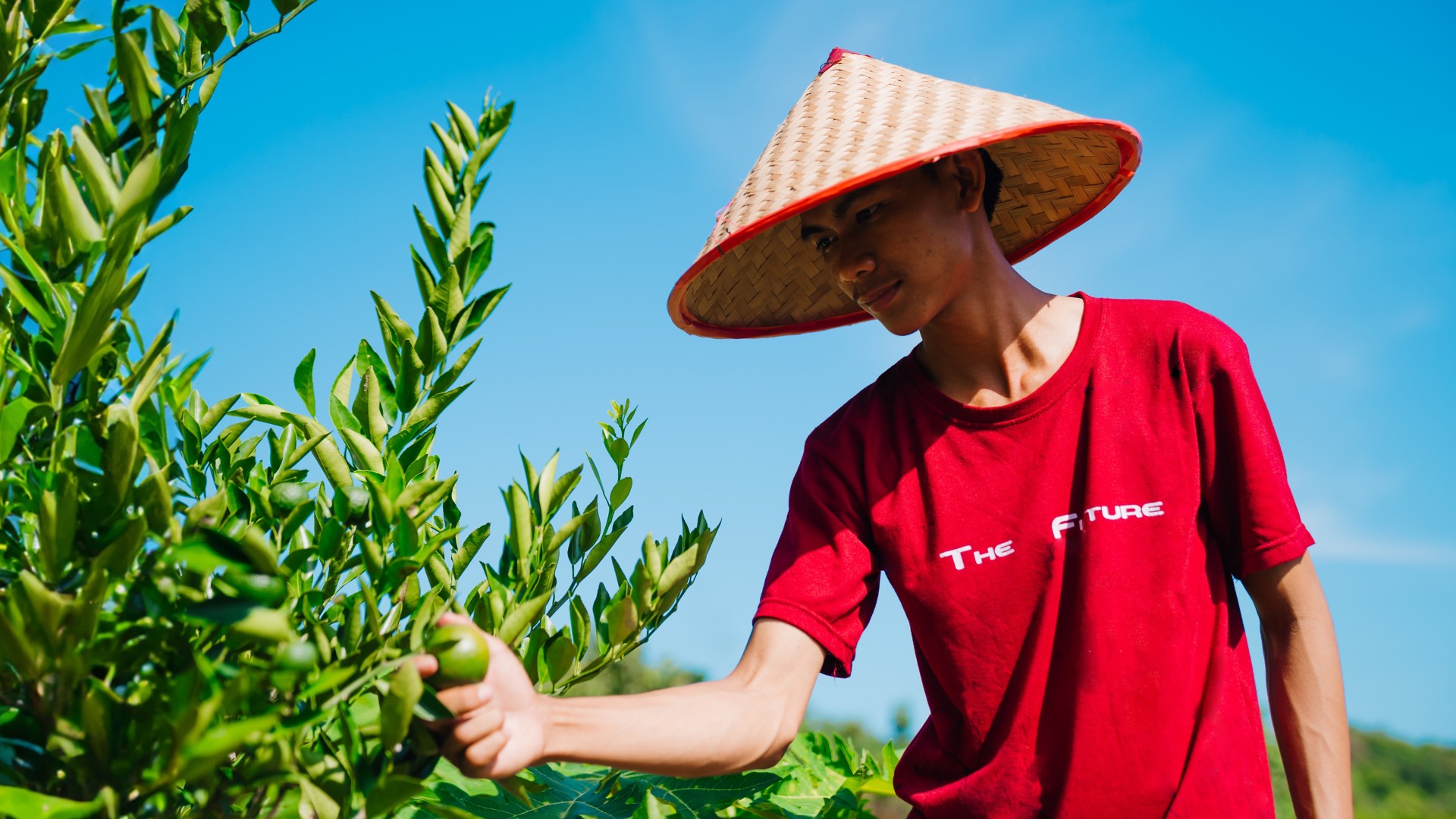 Indonesian farmer picks fruit