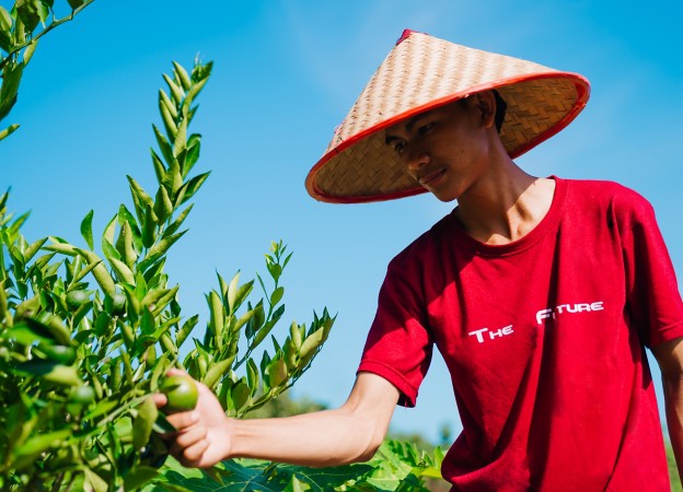 Agricoltore indonesiano raccoglie la frutta