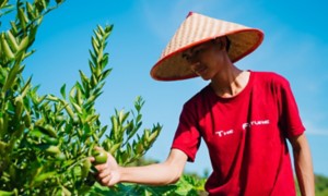 Agricoltore indonesiano raccoglie la frutta