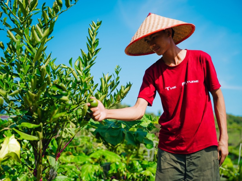 Agricoltore indonesiano raccoglie la frutta