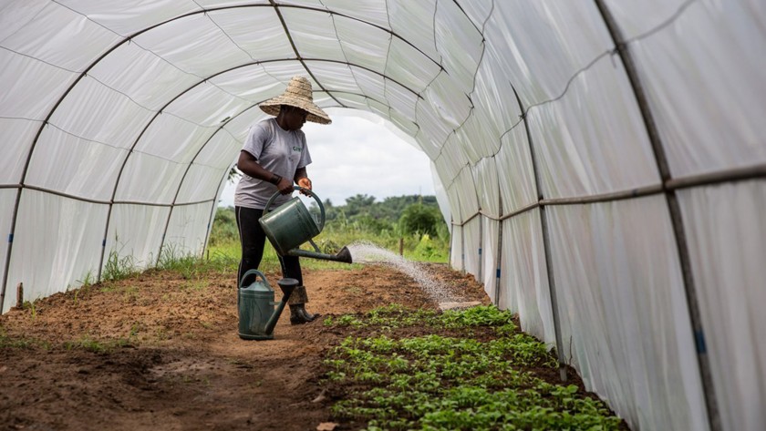 Woman waters the soil inside a greenhouse