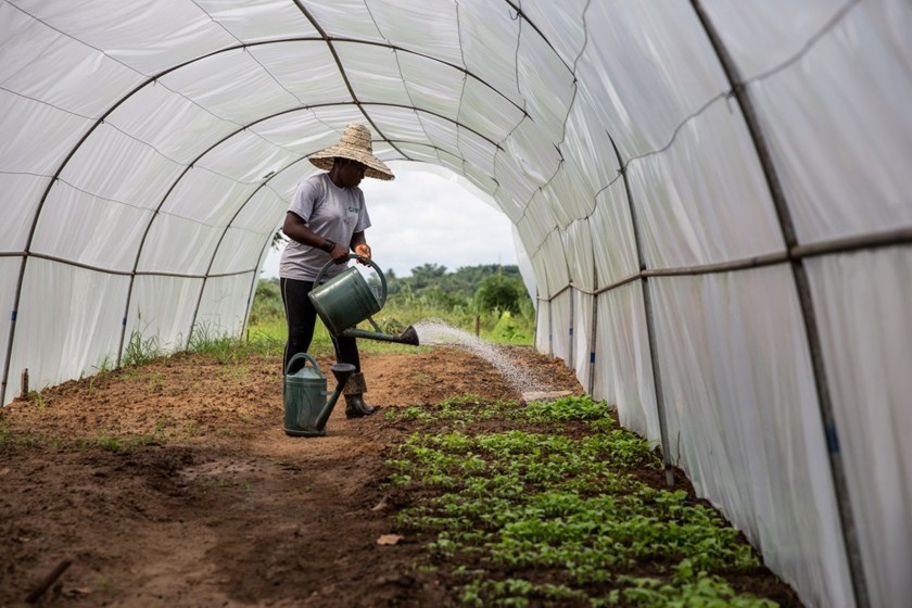 Woman waters the soil inside a greenhouse