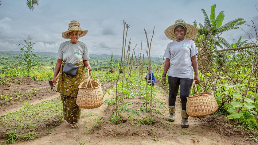 Smiling women walk in the fields, holding baskets 