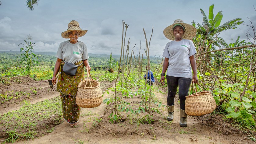 Smiling women walk in the fields, holding baskets 