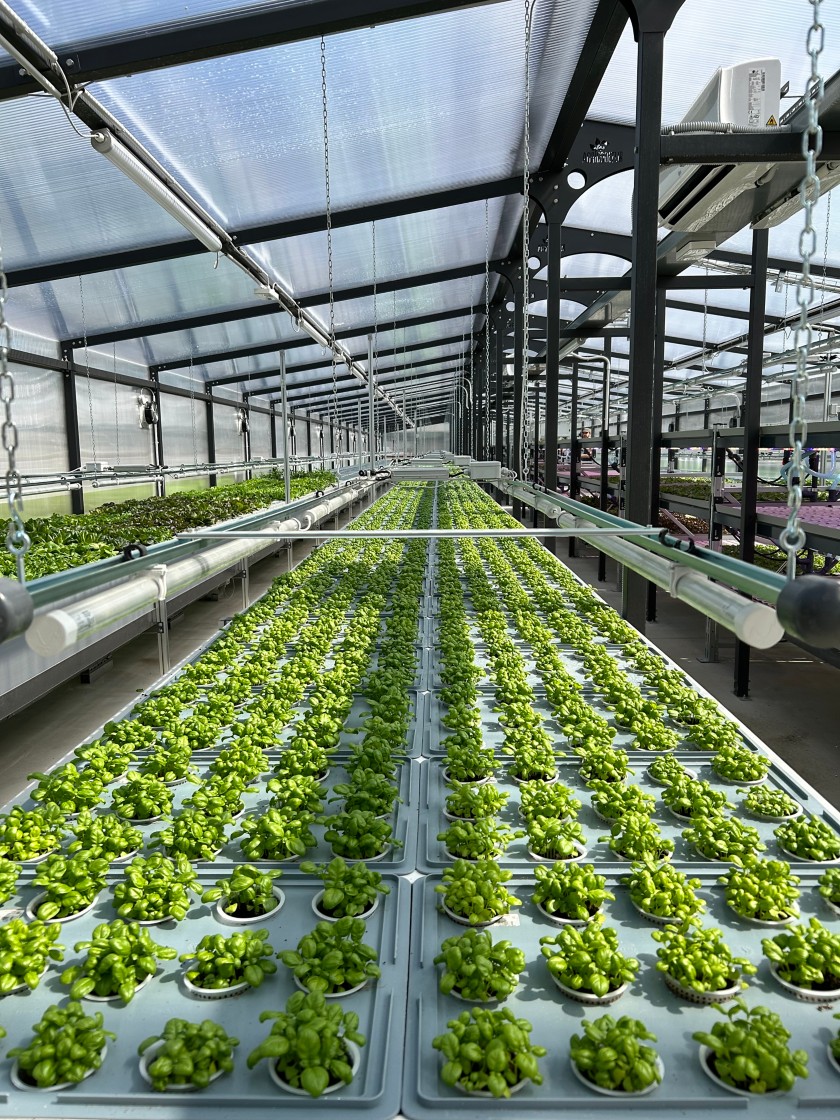 Eni: via alla nuova serra aeroponica per la coltivazione di ortaggi con tecnologie innovative a ridotto impatto ambientale