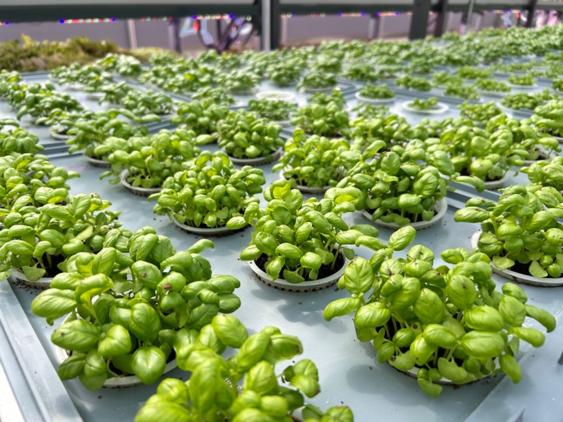 Eni: via alla nuova serra aeroponica per la coltivazione di ortaggi con tecnologie innovative a ridotto impatto ambientale