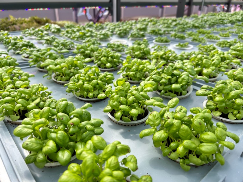 Eni: via alla nuova serra aeroponica per la coltivazione di ortaggi con tecnologie innovative a ridotto impatto ambientale