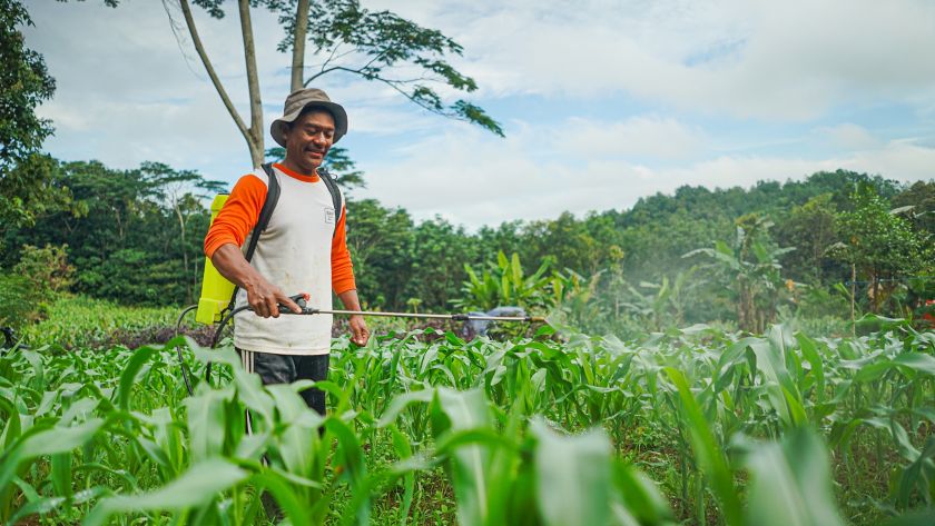 Uomo indonesiano in un campo coltivato che fertilizza le colture con un diffusore a zaino
