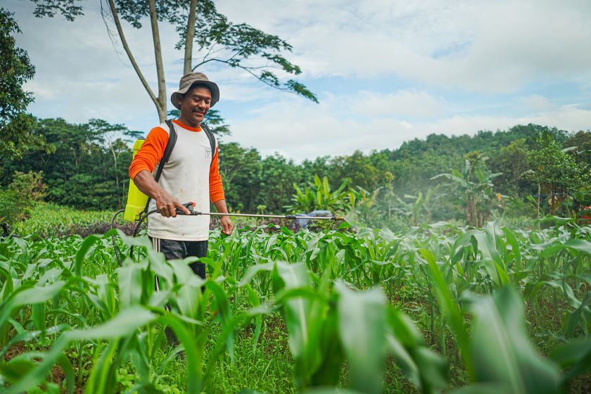 Uomo indonesiano in un campo coltivato che fertilizza le colture con un diffusore a zaino