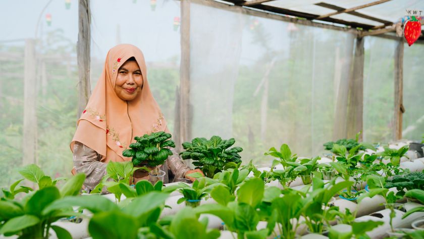 Indonesian woman in typical dress in a greenhouse growing table vegetables