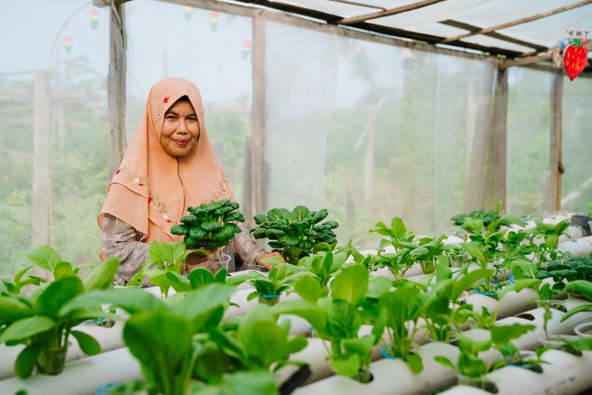 Indonesian woman in typical dress in a greenhouse growing table vegetables