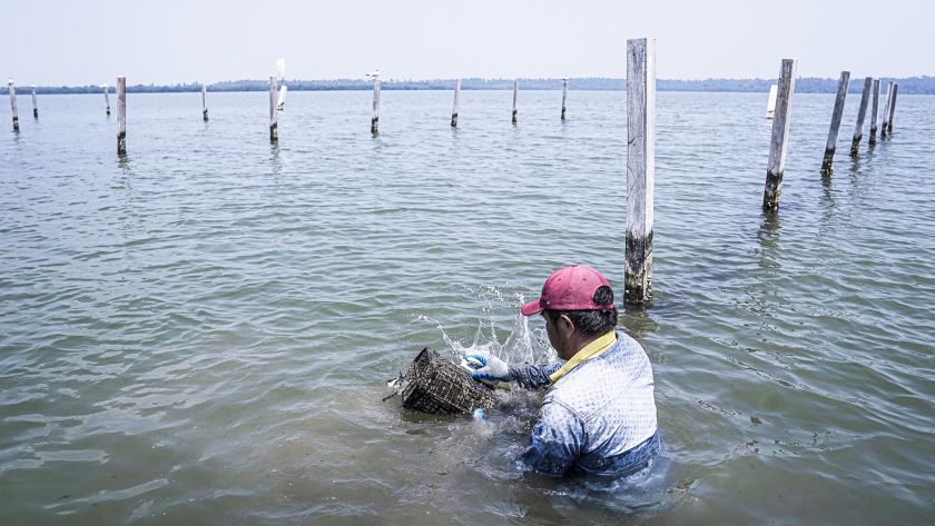 Pescatore immerso nel mare mentre raccoglie le ostriche