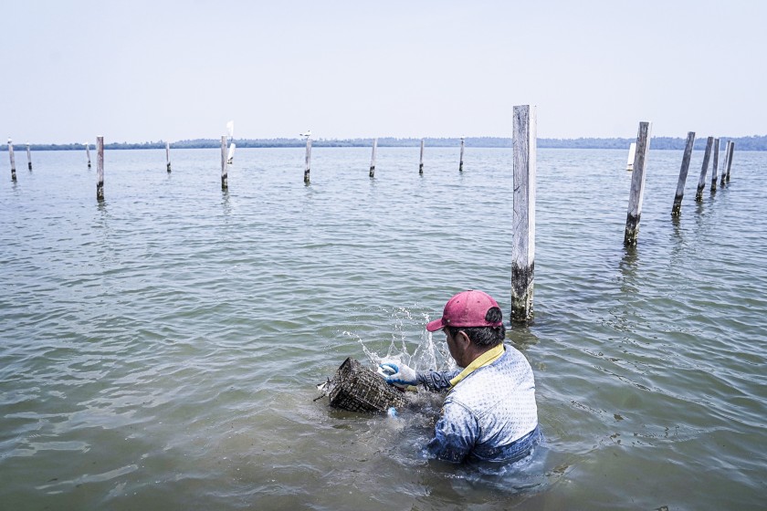 Pescatore immerso nel mare mentre raccoglie le ostriche