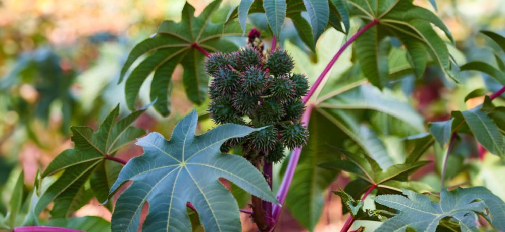 castor plant