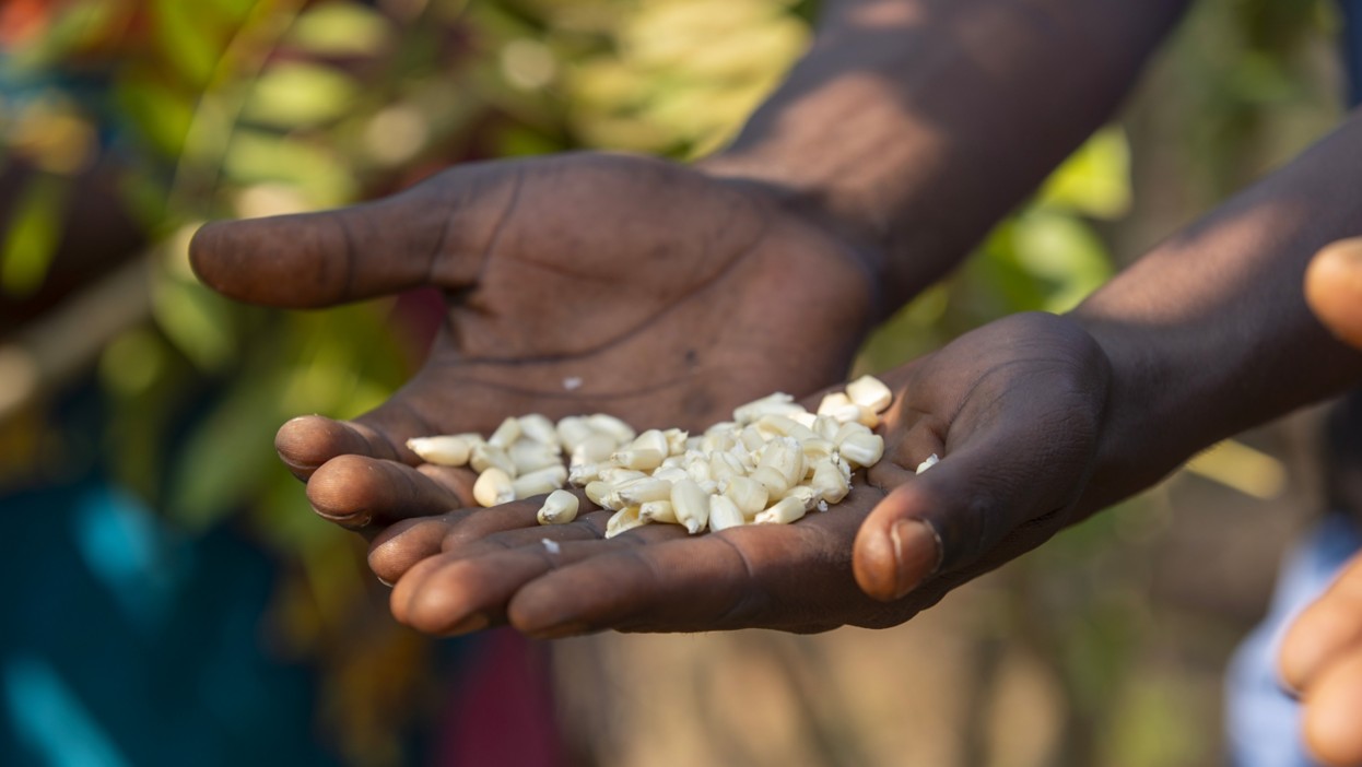 le Mani di una persona tiene in mano del riso