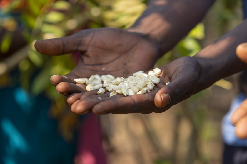le Mani di una persona tiene in mano del riso