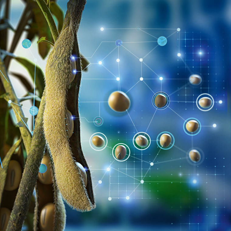 Grafik Tierernährung am Beispiel Soja