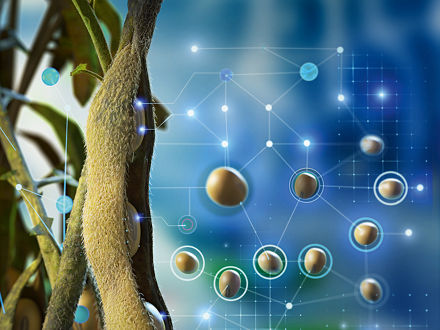 Graphic animal nutrition using the example of soy