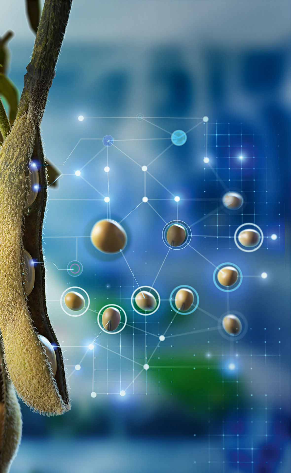 Grafik Tierernährung am Beispiel Soja