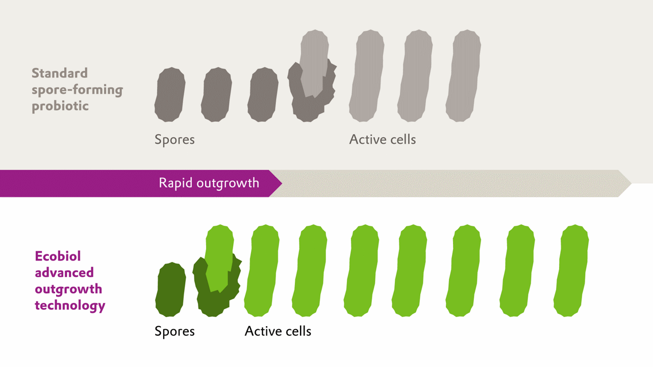 Illustration comparing standard spore-forming probiotic with advanced outgrowth technology showing more active cells.