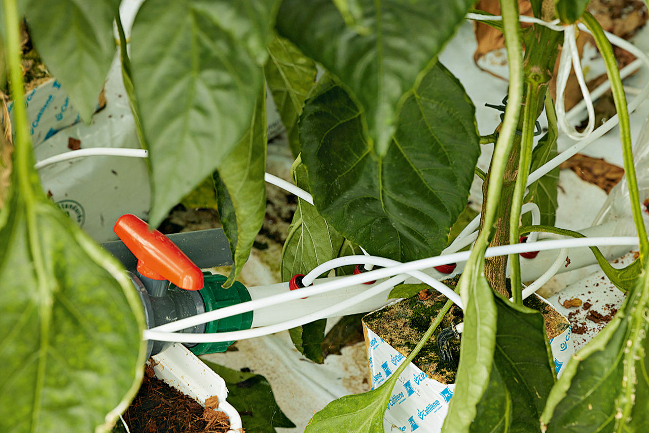 Ein rotes Absperrventil zwischen Pflanzenblättern.