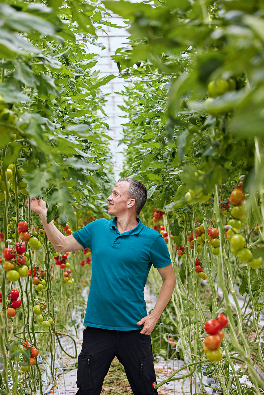Tobias Jörg steht zwischen zwei Tomatenbeeten und schaut sich doe Pflanzen an.