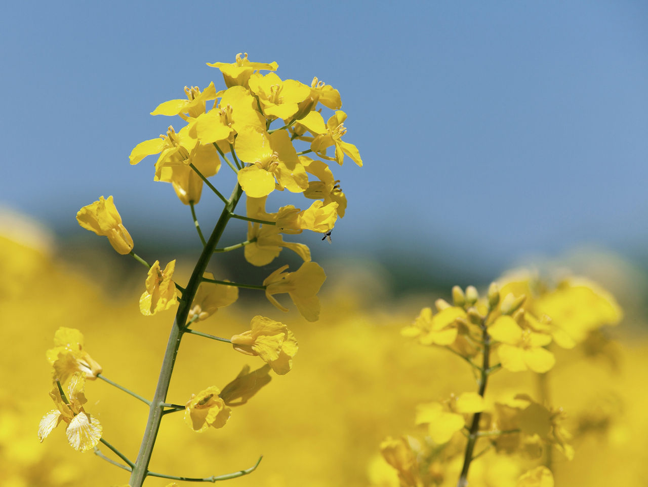 detail of flowering rapeseed canola or colza field in latin Brassica Napus, plant for green energy and oil industry, rape seed isolated on blue sky background