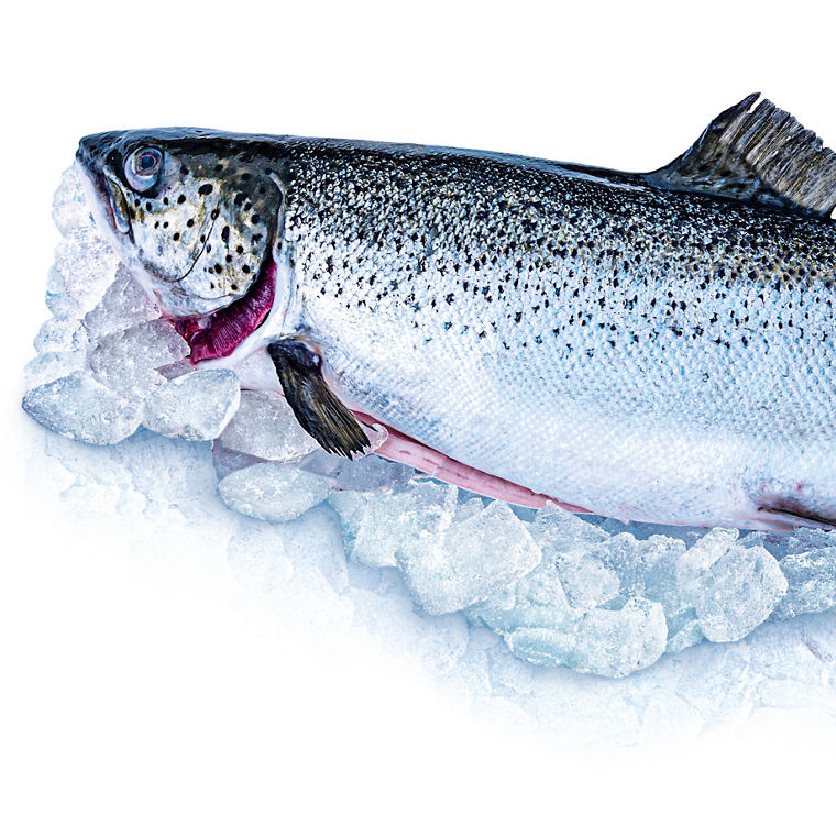 Ein ausgenommener lachs auf Eiswürfeln