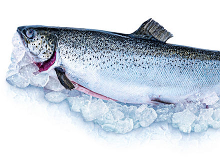 Ein ausgenommener lachs auf Eiswürfeln