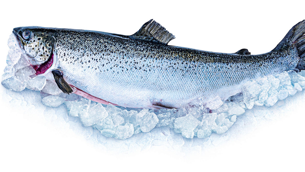 Ein ausgenommener lachs auf Eiswürfeln
