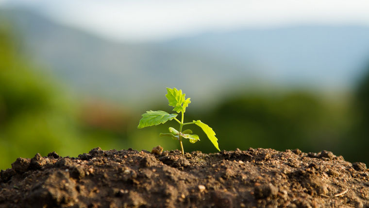 Sapling grows from out of earthSchössling wächst aus der Erde