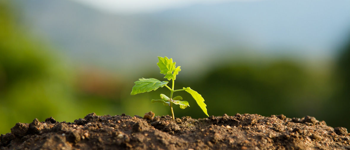 Sapling grows from out of earthSchössling wächst aus der Erde