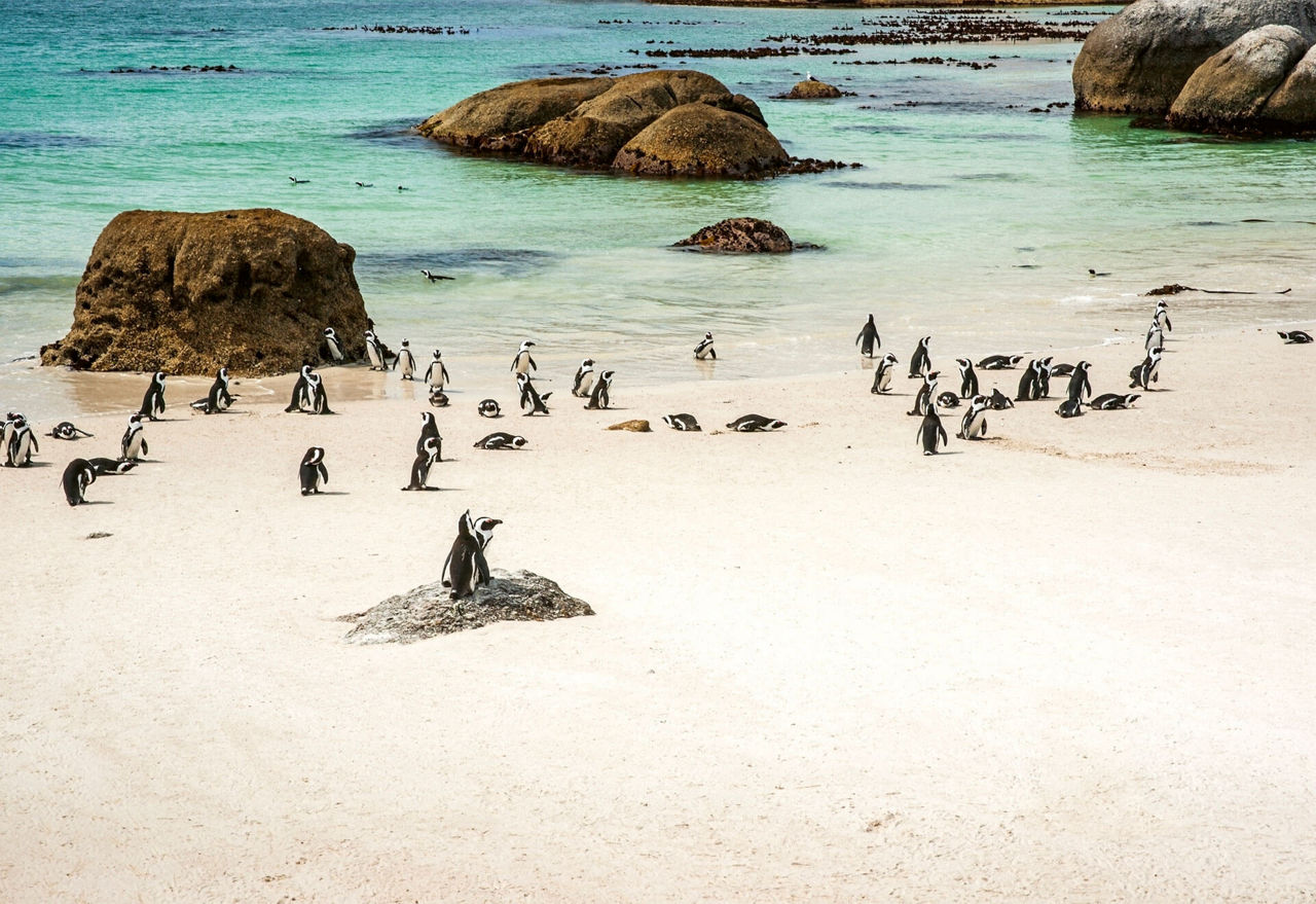 Penguins on a bright beach in front of clear sea water.