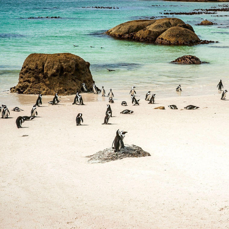Pinguine auf einem hellen Strand vor kristallklarem Wasser.