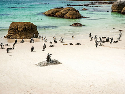 Pinguine auf einem hellen Strand vor kristallklarem Wasser.