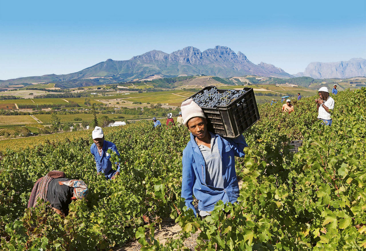 Workers harvesting in a vineyard.