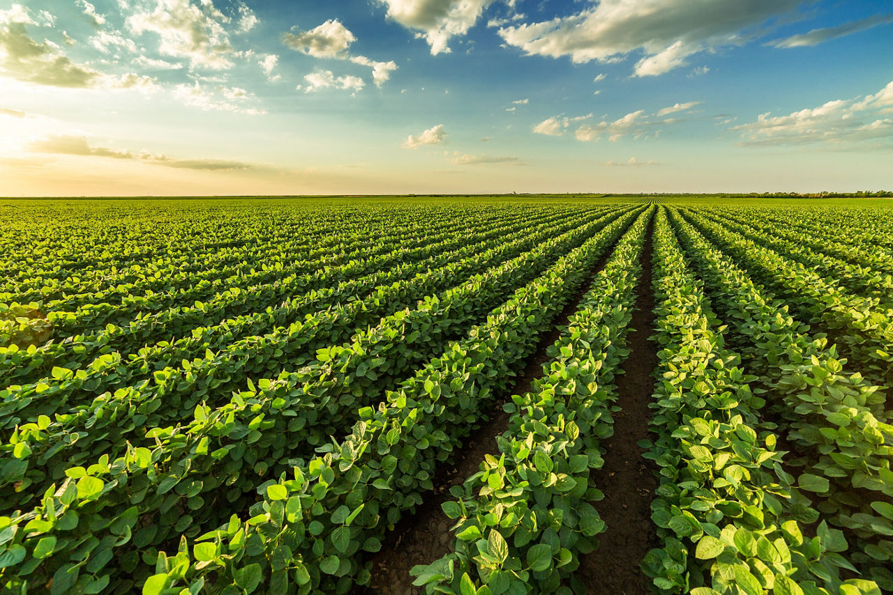 Huge soy field
Riesiges Sojafeld