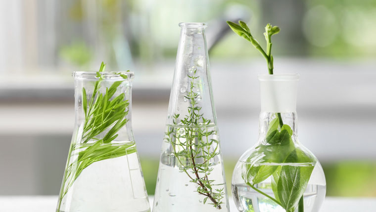 Flasks with plants on blurred background