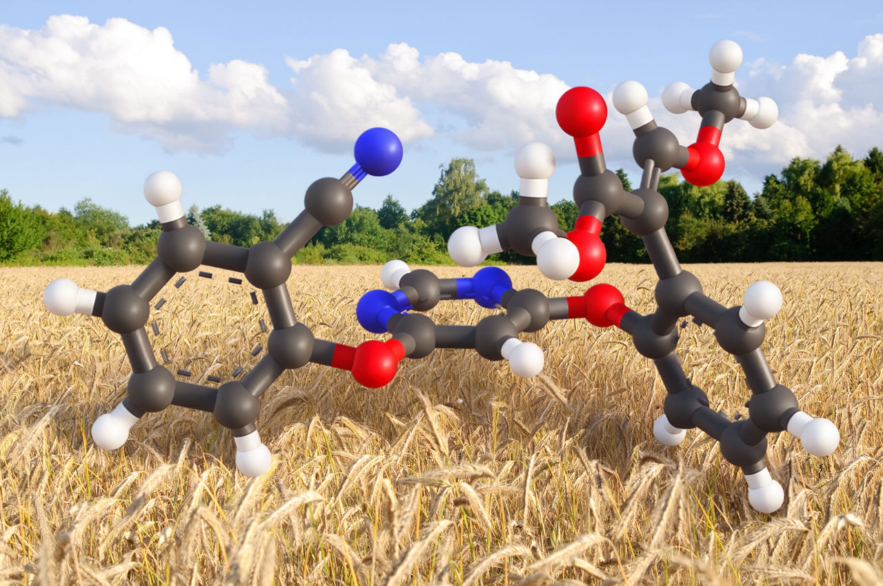 Evonik, Chemie, Natur, Roggen, RoggKI generiertes Bild: Eine große Molekplstrüktur auf einem Roggenfeld.enfeld, Roggenpflanze, Ernte, goldgelb, Getreide