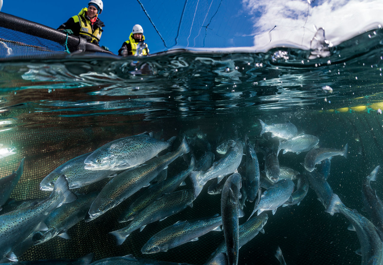 The shot is partially underwater: beneath the water's surface, salmon can be seen feeding, while above the surface, two employees are seen feeding them.