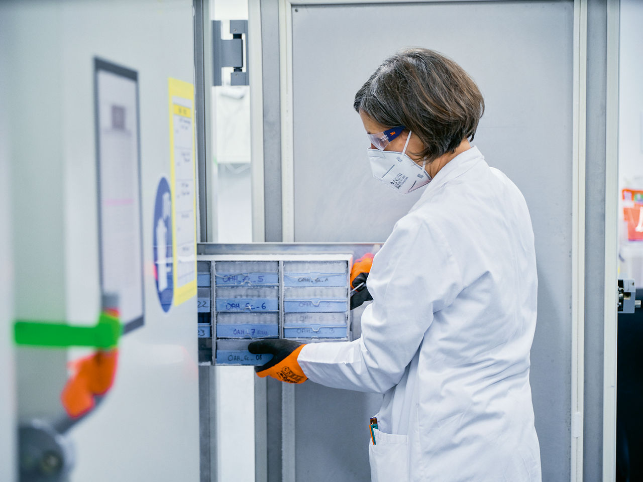 A laboratory employee pushes a container with samples into a freezer.
