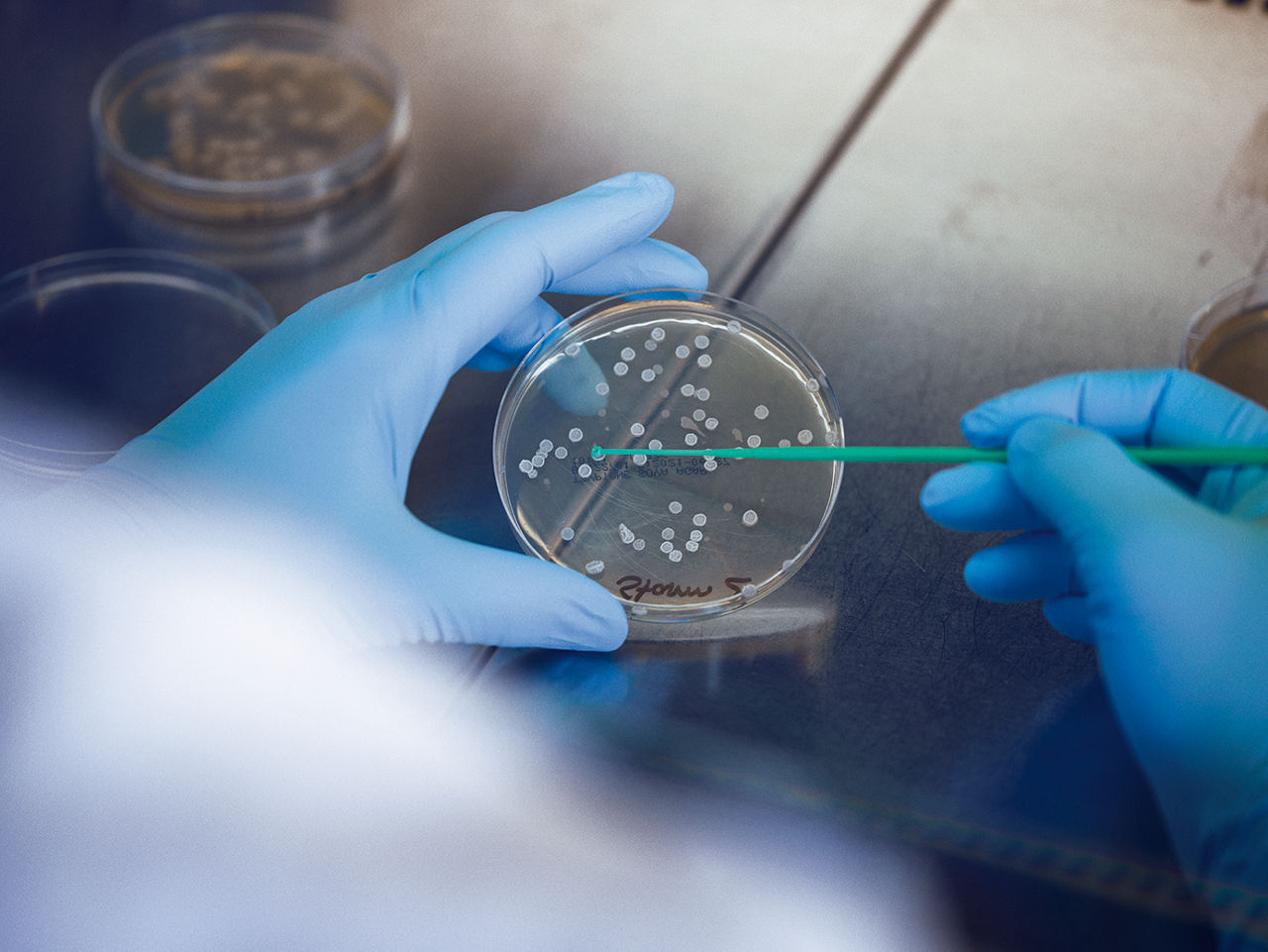 Gloved hands take samples from a Petri dish using a swab.