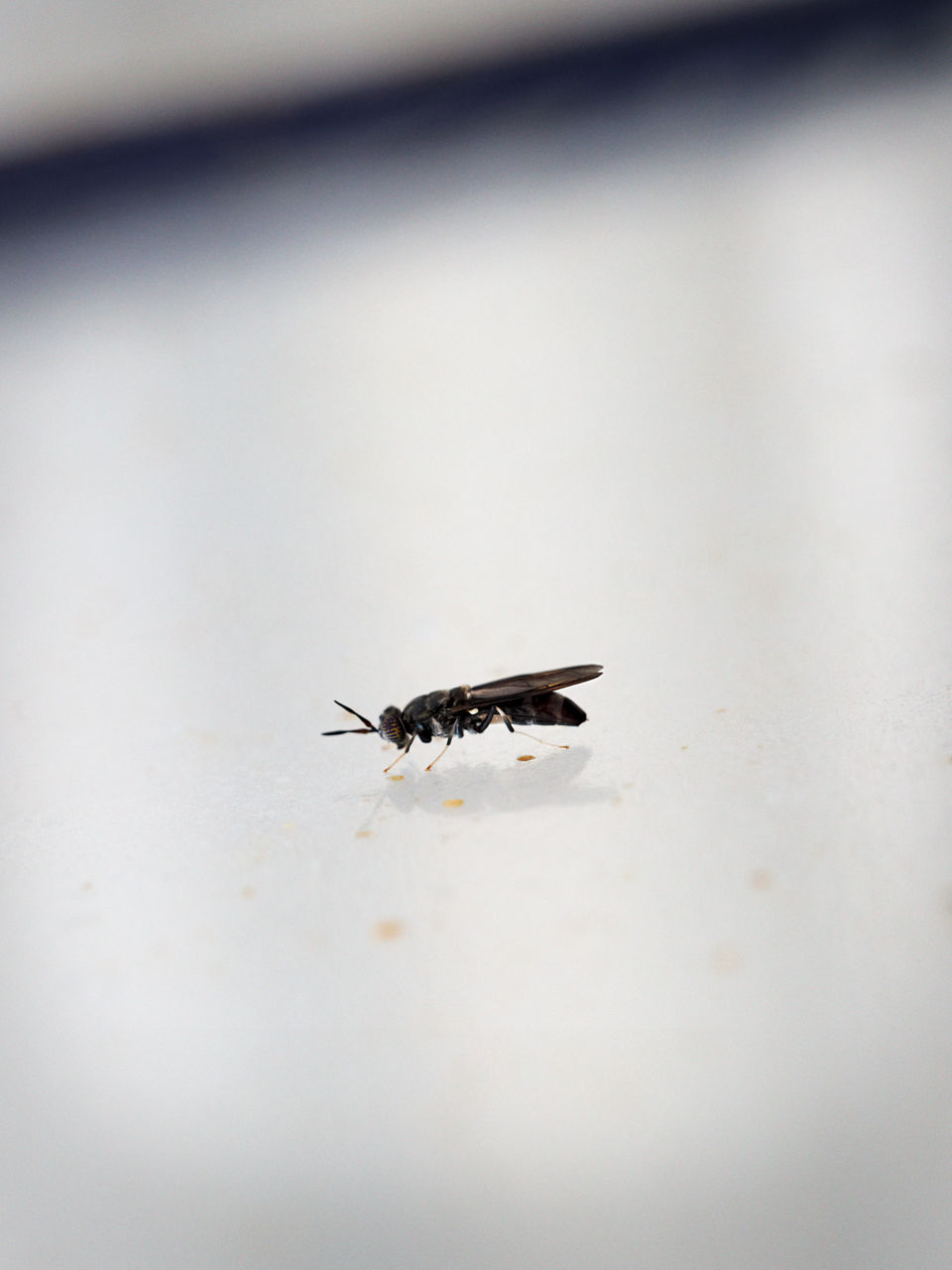 Eine einzelne Soldatenfliege auf einer größeren refelktierenden Platte.