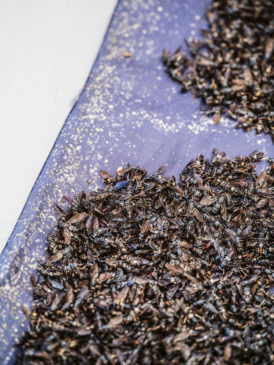 Tote Soldatenfliegen auf zwei Haufen