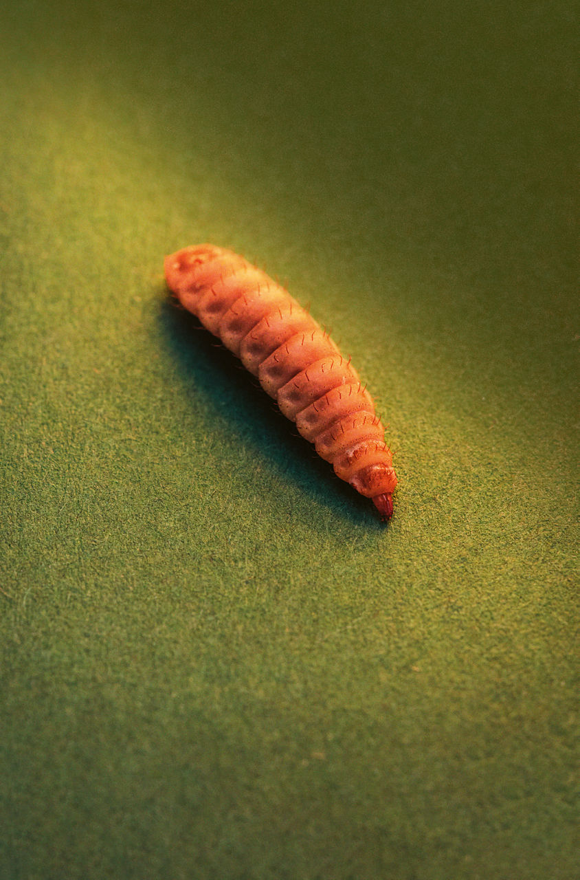 Eine orangefarbene Fliegenmade auf grünem Stoffuntergrund.