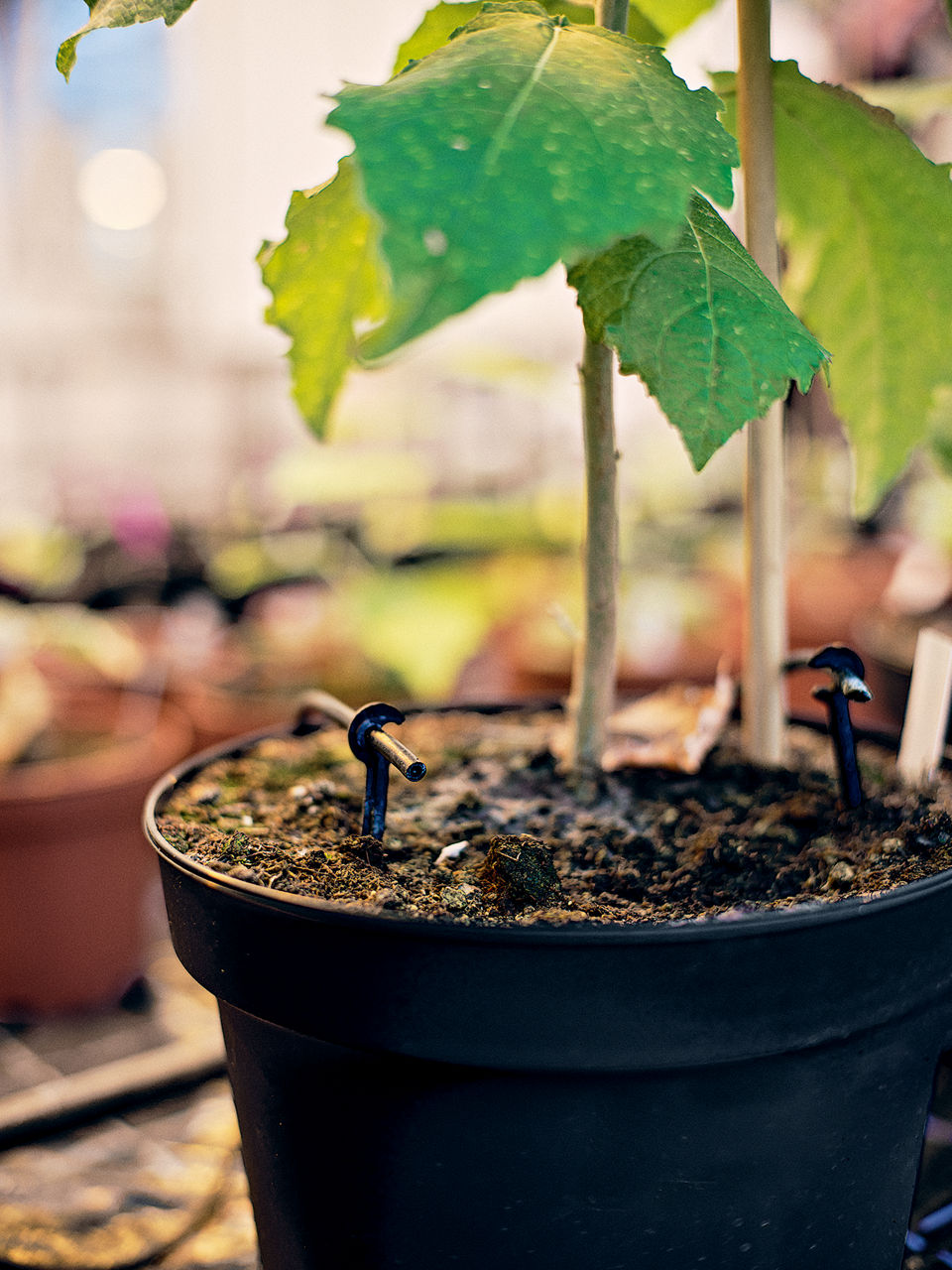 Eine junge Pflanze in einem Kunststofftopf. Darin endet ein Schlaucgh der Tröpfchenbewässerung.