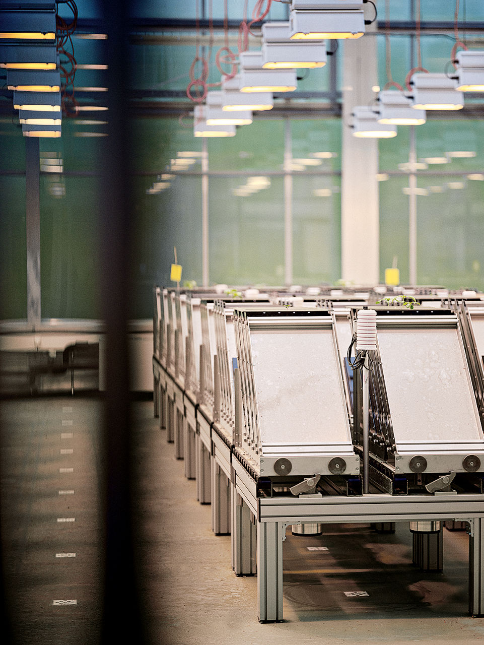 Grau-weiße Kästen stehen unter zahlreichen Hängelampen.