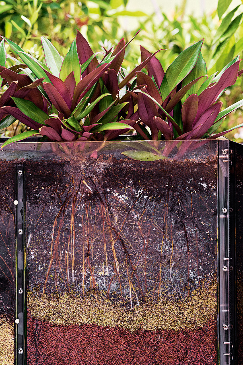 Blick in einen gläsernen Pflanzkasten, in dem die Wurzeln einer Pflanze zu sehen sind.